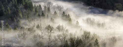 Fotoroleta bezdroża drzewa panorama las