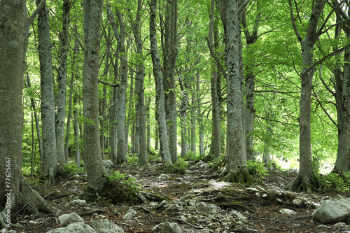 Fototapeta włochy natura las