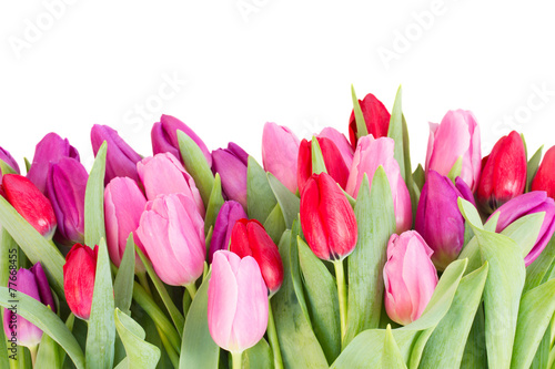 Naklejka kwiat bukiet świeży tulipan