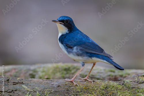 Fotoroleta natura dżungla piękny