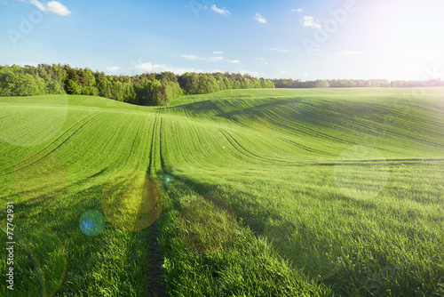 Obraz na płótnie natura las słońce niebo zboże