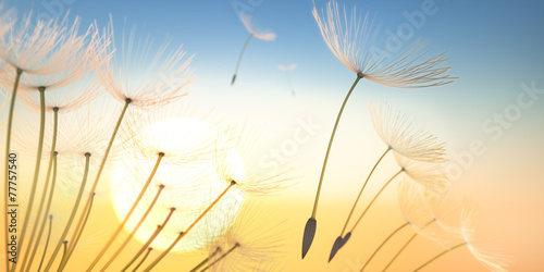 Obraz na płótnie zmierzch niebo roślina kwiat