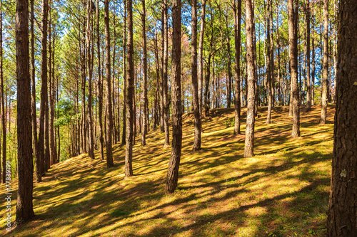 Naklejka park pejzaż dziki