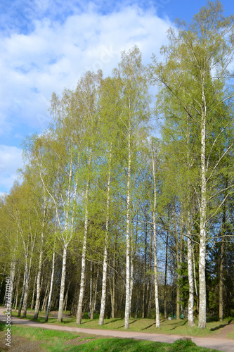 Obraz na płótnie park las brzoza drzewa