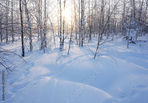 Fototapeta natura drzewa świerk północ niebo