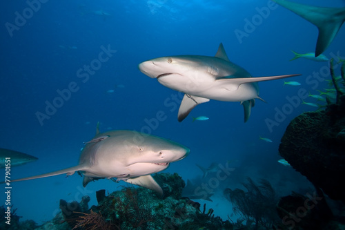 Plakat koral mężczyzna fauna bahamy morze