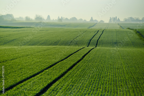 Fotoroleta pole zboże rolnictwo niebo droga