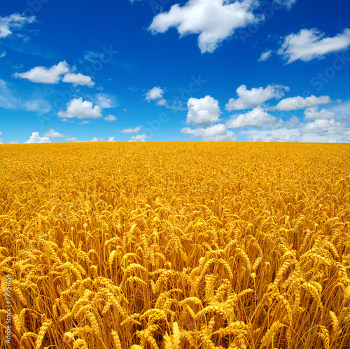 Fotoroleta pejzaż roślina niebo natura