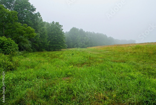 Fotoroleta natura pole drzewa niebo trawa