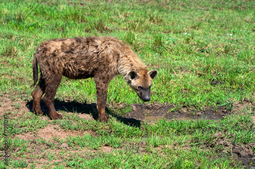 Naklejka park afryka południe natura widok