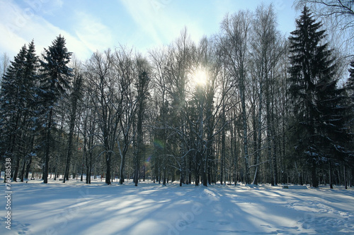 Fototapeta śnieg piękny drzewa wiejski natura