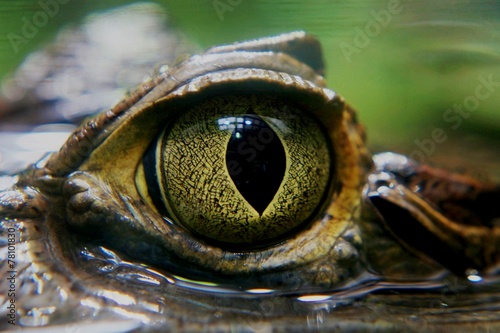 Plakat oko gad krokodyl aligator drapieżnik
