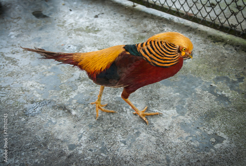 Naklejka zwierzę natura wieś fauna