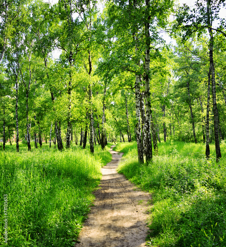 Naklejka dziki natura drzewa brzoza roślina