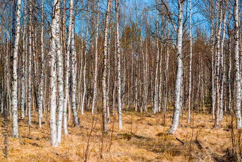 Obraz na płótnie niebo natura brzoza nagi