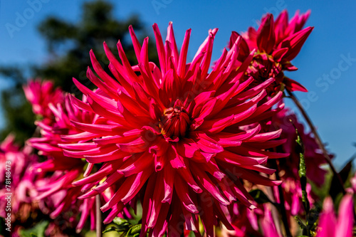 Fotoroleta lato dalia kwiat park