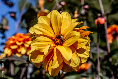 Obraz na płótnie kwiat dalia ogród park pyłek