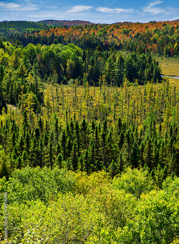 Naklejka las natura szczyt drzewa