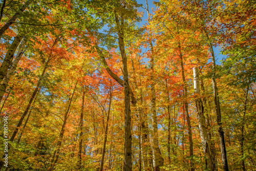 Fototapeta las natura drzewa