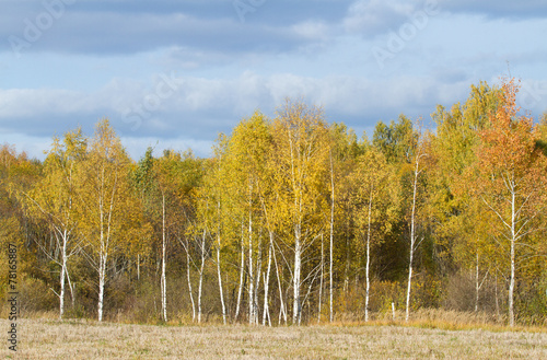 Naklejka drzewa las jesień widok