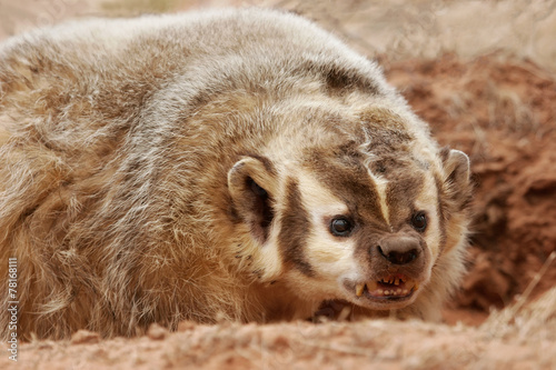 Fototapeta twarz natura oko ssak zwierzę