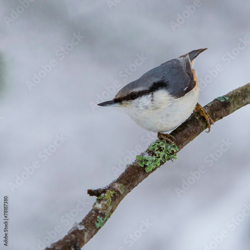 Fotoroleta szwecja natura ptak