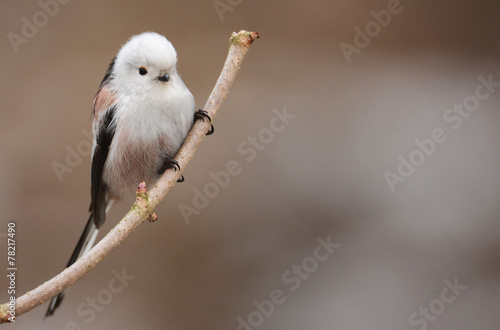 Fototapeta pejzaż ptak natura sikorka