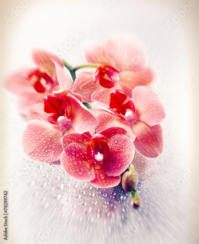 Fototapeta rosa natura miłość kwiat