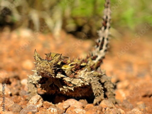 Plakat natura smok bezdroża krajobraz fauna