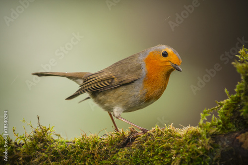 Fotoroleta ptak natura dziki las fauna