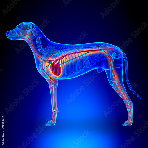 Naklejka Układ anatomiczny psa