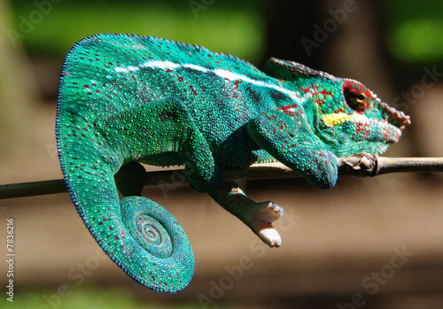 Fotoroleta senny kolor gekko gadowi