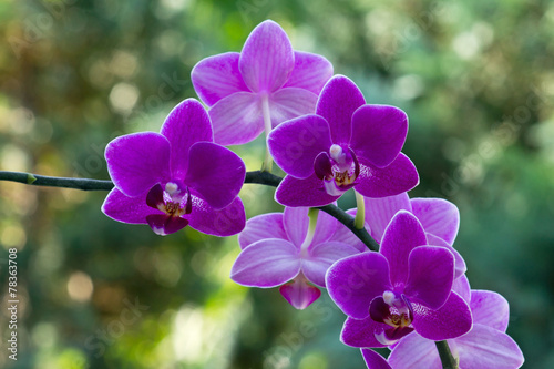 Fotoroleta kwiat tropikalny świeży natura roślina