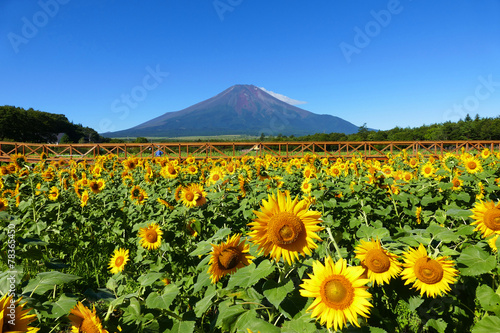 Fotoroleta fuji góra roślina niebo azja
