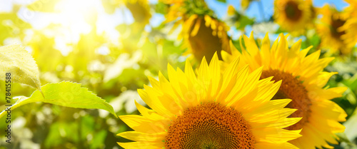Plakat kwiat panoramiczny słonecznik półfinał zbliżenie