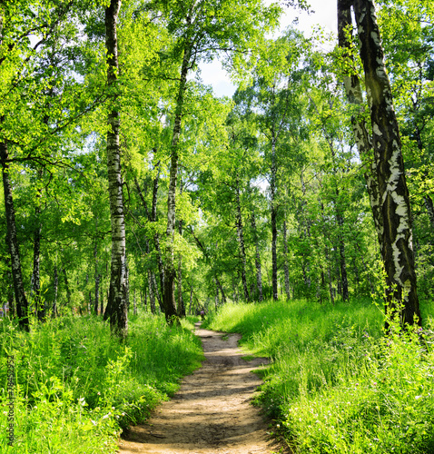 Plakat brzoza natura roślina ścieżka