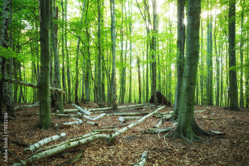 Fototapeta jodła las krajobraz trawa