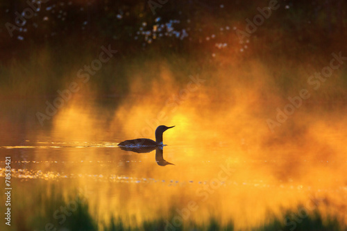 Fototapeta spokojny szwecja natura