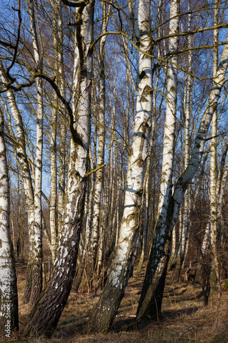 Fototapeta błękitne niebo niebo brzoza