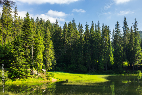 Naklejka trawa bezdroża drzewa natura