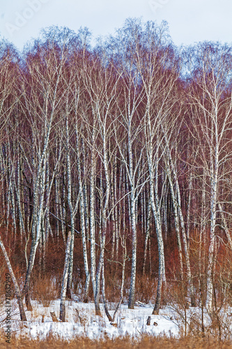 Plakat las drzewa natura śnieg piękny