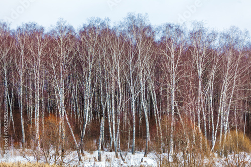 Fototapeta brzoza park las natura