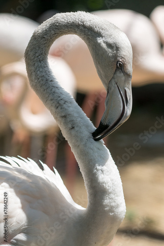 Plakat flamingo azja egzotyczny zwierzę fauna