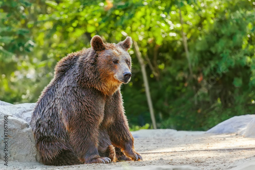 Fotoroleta las park niedźwiedź