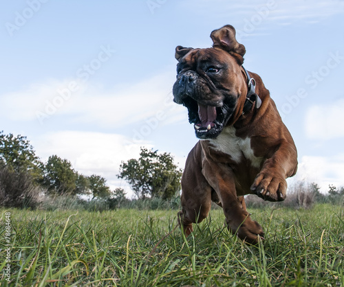 Obraz na płótnie Biegnący bulldog