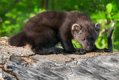 Fotoroleta ssak zwierzę natura