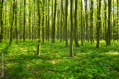 Naklejka ścieżka słońce krajobraz natura drzewa