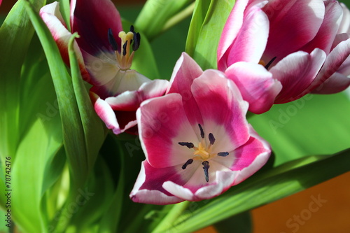 Naklejka natura tulipan kwiat roślina liść