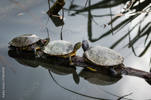 Plakat natura gad żółw żółwie