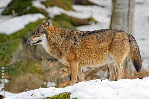 Naklejka natura kanada las pies